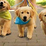 Tessa Bishop - @sugar_tea_coffee - Instagram
