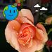 Teresa Blanton - Facebook