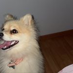 Los perrones 🐾 - @tessa_nala_bolt.grave - Instagram