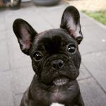 Tessa Jacobs - @cute_frenchie_cooper - Instagram