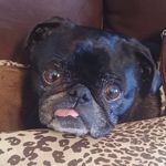 Lilly, Emitt, Tessa, Patrick - @pugsandmutts - Instagram