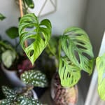 Tessa Perry - @insert.plants.here - Instagram