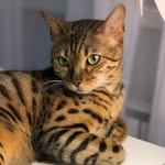 Тэсса - @tessa_smallcat - Instagram