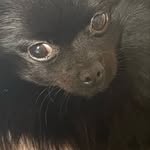 Tessa The Black Pom - @tessa_small_black_pom - Instagram