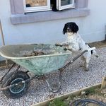 tess the springer - @tessplaysfetch - Instagram