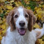 Tess Welsh Springer Spaniel🐶 - @doggy__tess - Instagram