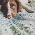 Tessa The Wigglebottom - @tessa_thespringerspaniel - Instagram