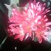 Tessie Bell - Facebook