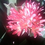 Tessie Bell - @tessiebell53 - Instagram