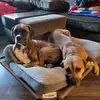 tessieandcooper - @tessieandcooper - TikTok