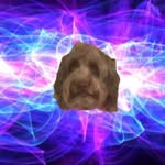 Dog - @tessie_goes_places - Instagram