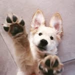 Tessie 🐾 - @tessie_goldenretriever - Instagram