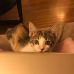 Percy Tessie Jackson - @purrrcyjackson - Instagram