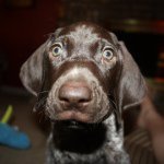 Tess, Jackson & Maverick - @tessthegsp - Instagram