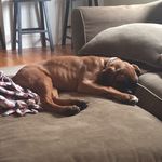 Tessie Jackson - @tessie_the_beantown_boxer - Instagram