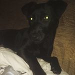 Tessie the PatJac🐶 - @tessiejackson_ - Instagram