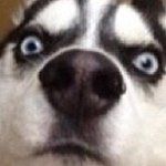 Test User - @awesome.sauce.lol - Instagram