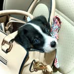 Tex Johnson - @puppy_tex - Instagram