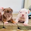 texasbullies - @texasbullies - TikTok