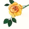 🌹🌹𝕋𝔼𝕏𝔸𝕊 𝙍𝙊𝙎𝙀🌹🌹 - @texas.rose77379 - TikTok