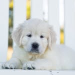 Texas Rose English Goldens - @texasenglishgolden - Instagram
