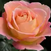 TexasRose04 🌹 - @texasrose04 - TikTok