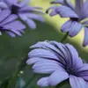 TexasRose6802 - @feelingsorite68 - TikTok