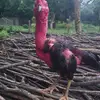 thạch bui - @thachbui87 - TikTok