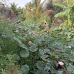 Thạch Điệp - Facebook