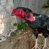 Thach Pham - @thach.pham29 - TikTok