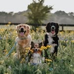 Hadlie + Sutton + Dawson 🐾 - @the_bailey_bunch_ - Instagram