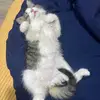 tadmccoy4 - @tad.mccoy - TikTok