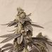 Thaddeus Green - Facebook