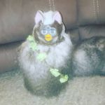 Thaddeus - @thaddeus_longboi - Instagram