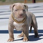 Thaddeus Nelson - @thaddeusnelson334 - Instagram