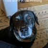 imaturtle285 - @thaddeusreeve - TikTok