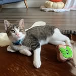 Thaddeus Winston Rogers - @thaddeus_the_tabby - Instagram