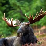 Thaddeus Scott - @moose90902 - Instagram