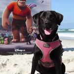 Thaís | Labradora Negra 🎀 - @thaisblacklab - Instagram