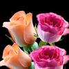 Thalia Ponce - @thalia.ponce8 - TikTok