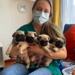 Thalia Vasquez Mora / Médico Veterinaria - @vet_domicilio_sc_ - Instagram