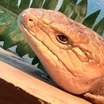 Thalia White - @chestnut_the_skink - Instagram