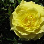 Thalia Wilkinson - Facebook