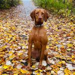 Thalia Wright - @vizslapupthalia - Instagram