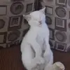 Thamar Hernández - @user556028063 - TikTok