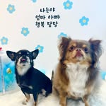 콩이🐾 탄이🐾 - @kong_than_ - Instagram