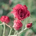 Than Ngo - @than.ngo1968 - Instagram