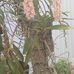 Thanh Au - Facebook
