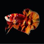 ThànhChung (The fish lover) - @thanhchung2004.tc - Instagram