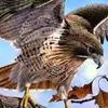 tharwat nasser ALsaq - @user1495262 - TikTok